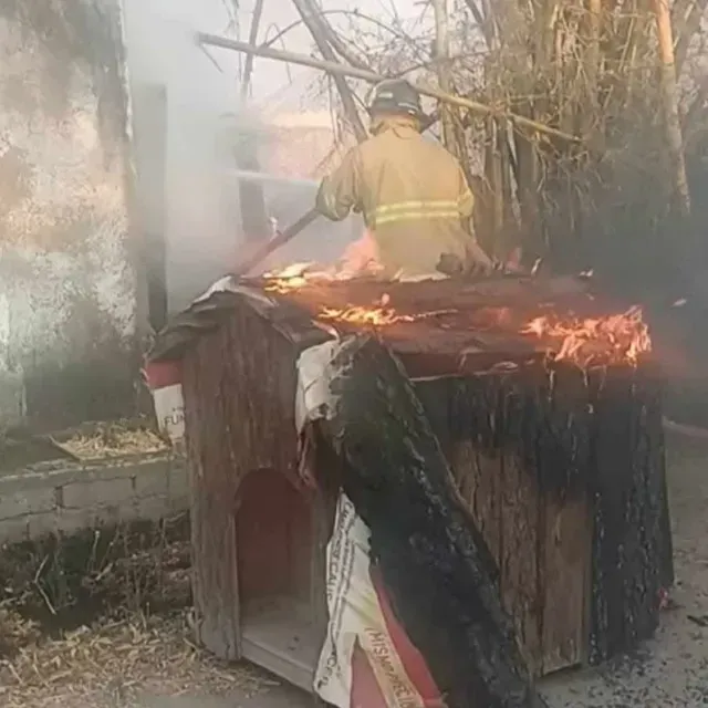 Sujetos Destrozan y Queman Albergue 'Colitas Felices' en Nayarit; Mueren 6 Perritos