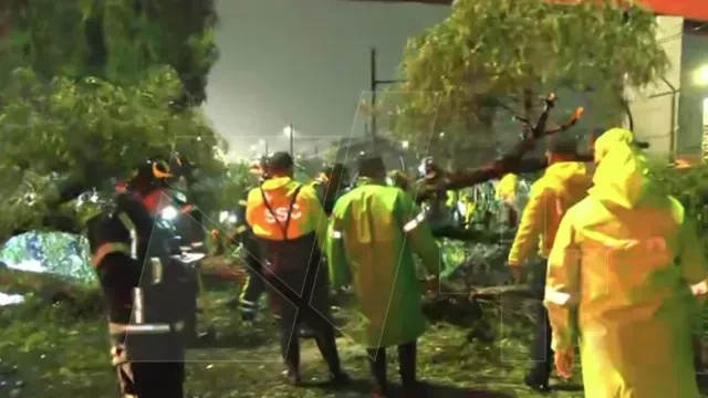 Enorme árbol cae en la México-Puebla por lluvias y viento. Foto: N+
