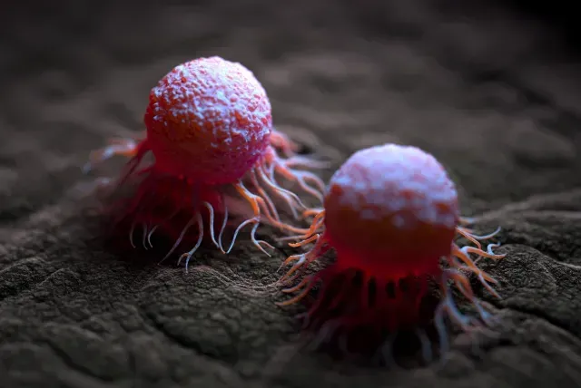 Células cancerosas pegadas a un tejido