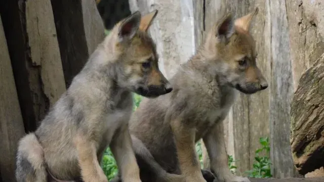 Lobos mexicanos nacen en San Juan de Aragón