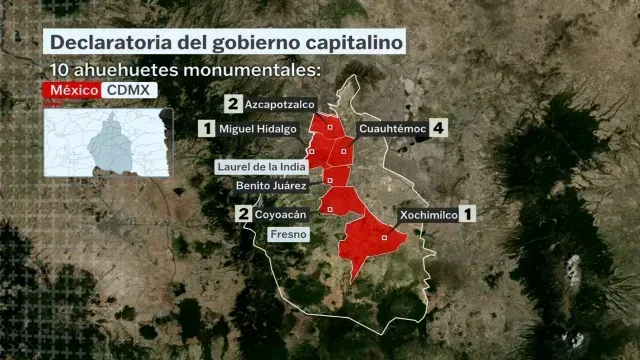 Uno de los 12 árboles patrimoniales de la CDMX en Santa Catarina