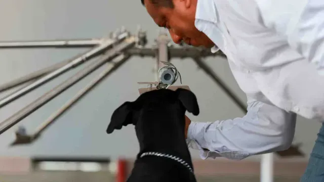 entrenamiento de perros contra gusano barrenador