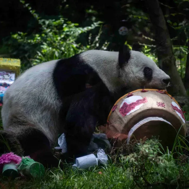 Xin Xin Panda: Abarrotan Zoológico de Chapultepec para Verla
