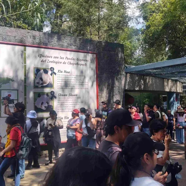 Xin Xin Panda: Abarrotan Zoológico de Chapultepec para Verla