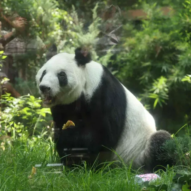 "La Cuidaron con Esmero y Amor": China Agradece Protección a Xin Xin, Panda Mexicana, ¿Habrá Más?