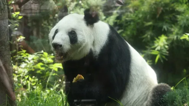 Billete de Lotería de Xin Xin, la Última Panda Mexicana; Así lo Consigues