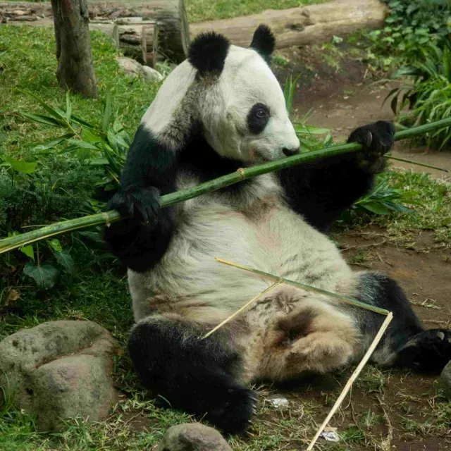 Xin Xin: ¿Qué Hora es la Mejor para Ver a la Panda Mexicana en Última Etapa de Vida en CDMX?