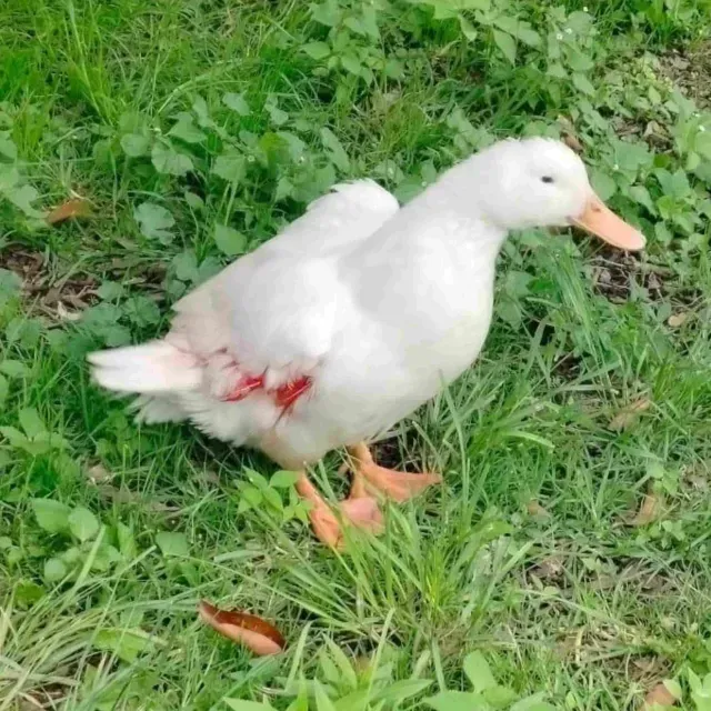 ¿Lo Confundió con Pollito? Perro Ataca a Pato en Bosque de Chapultepec; Policías lo Rescatan