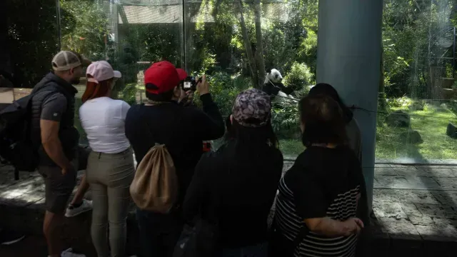 Xin Xin: ¿Quiénes son los Cuidadores de la Última Panda de Chapultepec?