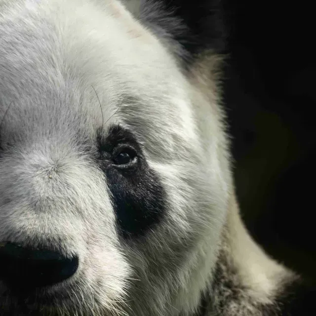 Xin Xin: ¿Quiénes son los Cuidadores de la Última Panda de Chapultepec?
