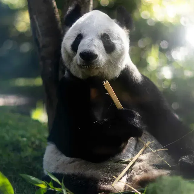Xin Xin: ¿Quiénes son los Cuidadores de la Última Panda del Zoológico de Chapultepec?