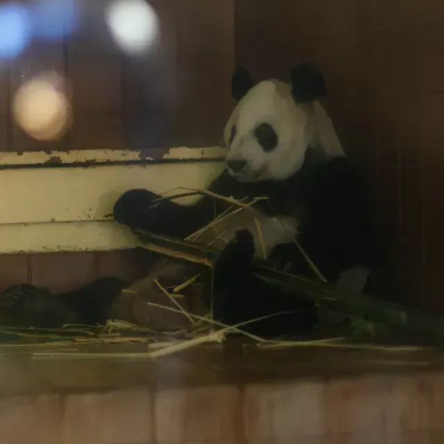 Xin Xin: ¿Quiénes son los Cuidadores de la Última Panda del Zoológico de Chapultepec?
