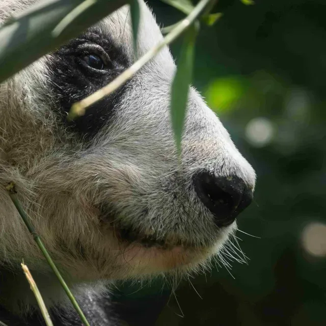 Xin Xin: ¿Quiénes son los Cuidadores de la Última Panda del Zoológico de Chapultepec?