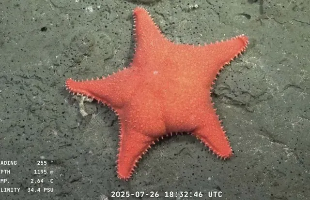 Estrella de mar parecida a Patricio
