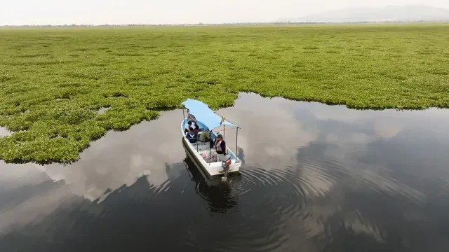 Lancha se acerca a lirio acuático en Laguna de Zumpango