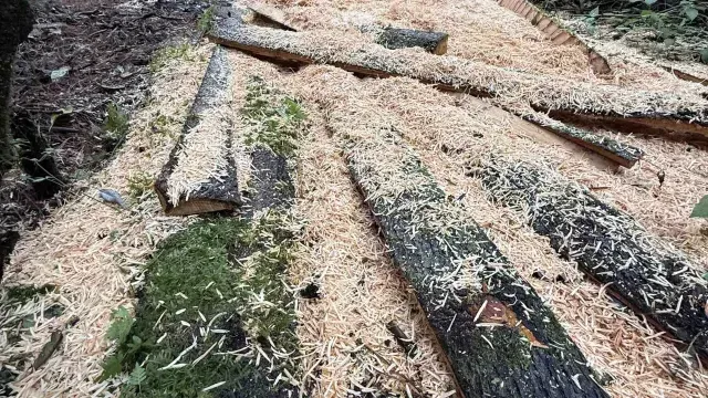 aserradero en el bosque de agua