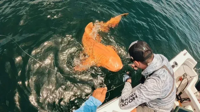 Descubren tiburón con xantismo en Costa Rica