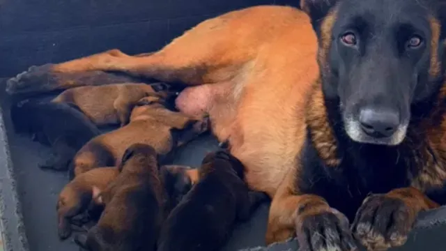 Esta es la Nueva Generación de Héroes Caninos Mexicanos