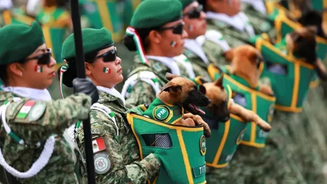 Esta es la Nueva Generación de Héroes Caninos Mexicanos