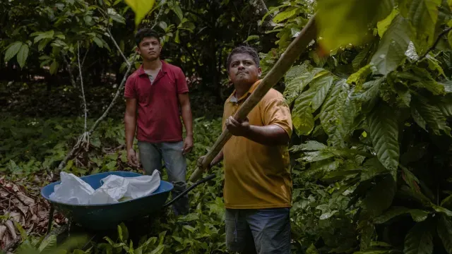 Pie de foto: Trabajadores hacen labores labores en una plantación de cacao. Foto: Félix Márquez