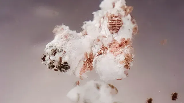 Cochinilla rosada vista al microscopio. Foto: Félix Márquez para N+