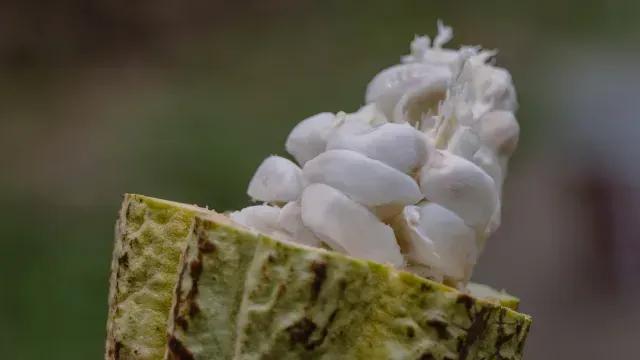 Pie de Foto: El fruto del cacao es parecido a una guanábana, también se come la pulpa y queda el grano. Foto: Félix Márquez