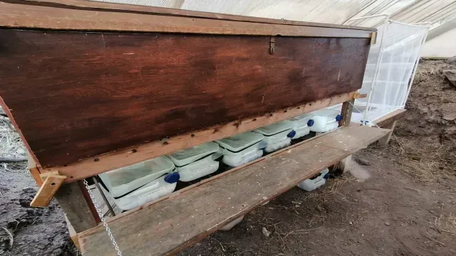 Cultivo de mosca soldado negra.