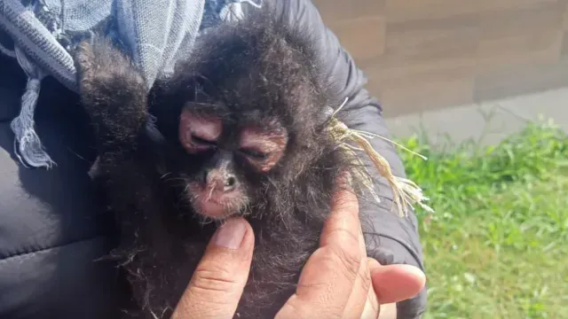 El mono fue encontrado en el Libramiento Sur Santa Rosa-Alseseca