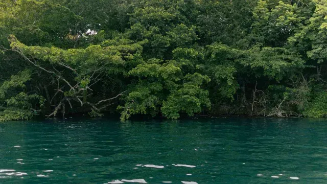 La Laguna de Bacalar está rodeada por distintos tipos de mangle. (Foto: N+)