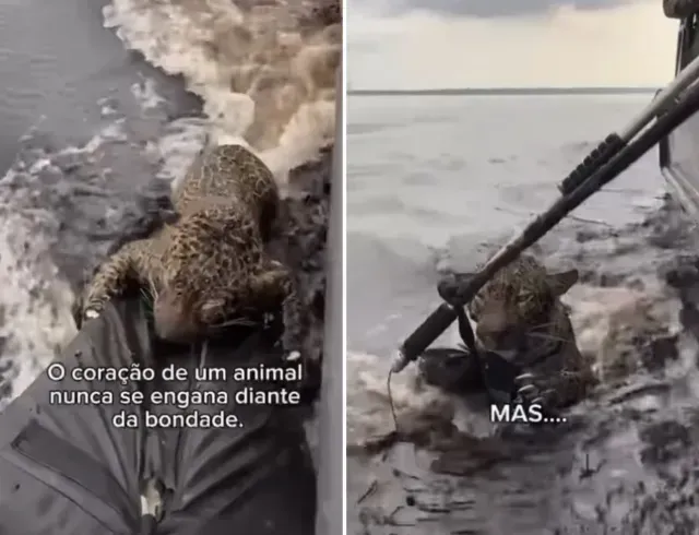 Un jaguar fue rescatado en el río Negro, en el Amazonas, con 30 heridas de bala