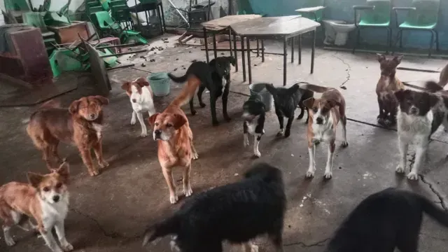 Jauría de Perros Ataca a Familia al Interior de Escuela en Huehuetoca, Edomex; Abuela Murió