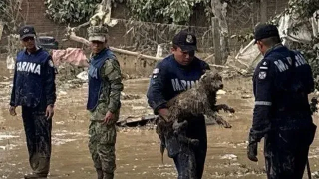 Rescate de perrito por personal de la Marina