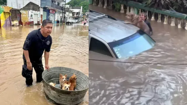 Rescate ade animales en Veracruz. Foto: X