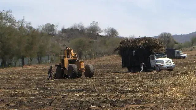 Jalisco ocupa el segundo lugar nacional en superficie sembrada