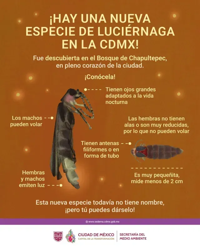 Detalles sobre la luciérnaga descubierta en el Bosque de Chapultepec. Foto: Sedema