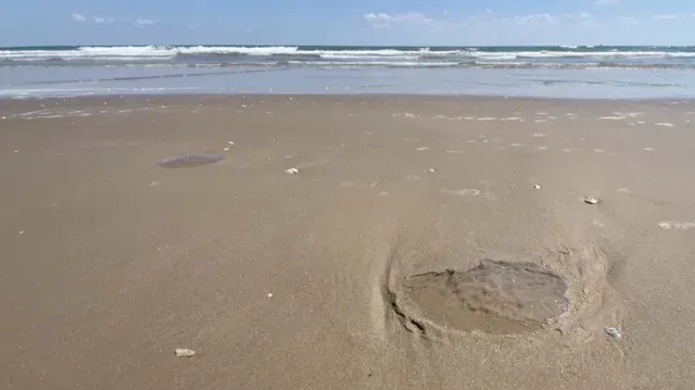 Presencia de Medusas en Playa Bagdad de Matamoros