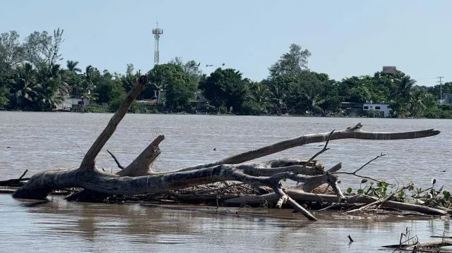 Palizada en el Río Pánuco Afecta a Pescadores de la Zona