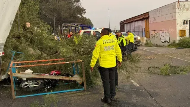 Bomberos seccionan árbol caído en calzada Ignacio Zaragoza. Foto: N+