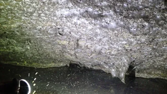La telaraña más grande del mundo