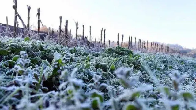 Los campos se cubrieron de hielo por las bajas temperaturas. Foto: X @InfoMeteoro