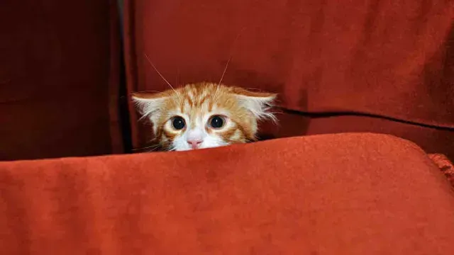 Gato asustado. Foto: Pexels
