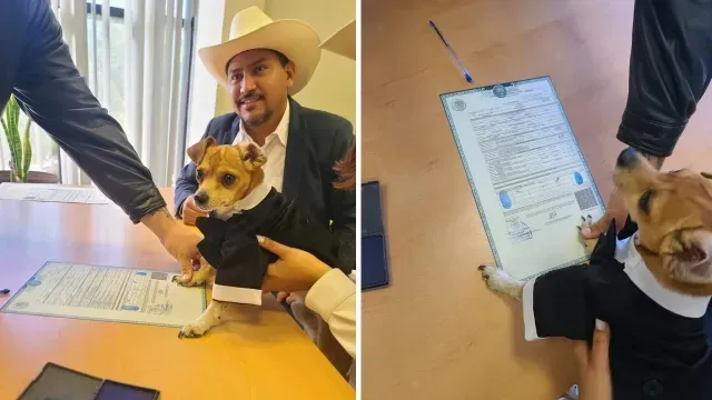 Perrito es testigo en boda de sus dueños en Sonora