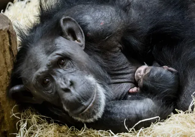 Grandes simios también aprenden con bromas. Foto: AFP | Archivo