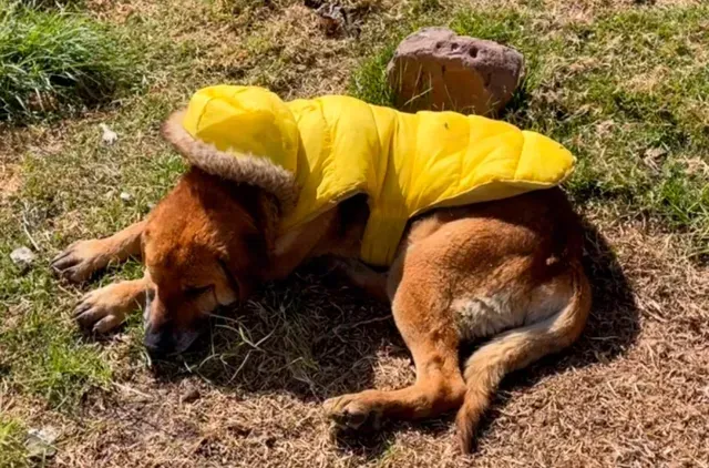 Bruno es un perro rescatado de edad avanzada