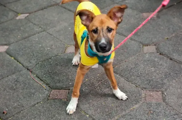 Perro en adopción