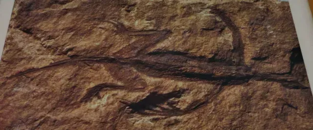 Fósil de Tridentunosaurus que resultó ser falso