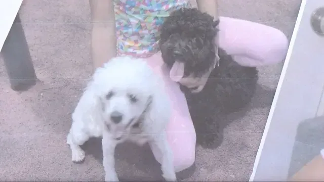 Dolly y Muñeca, perritas atropelladas en Veracruz