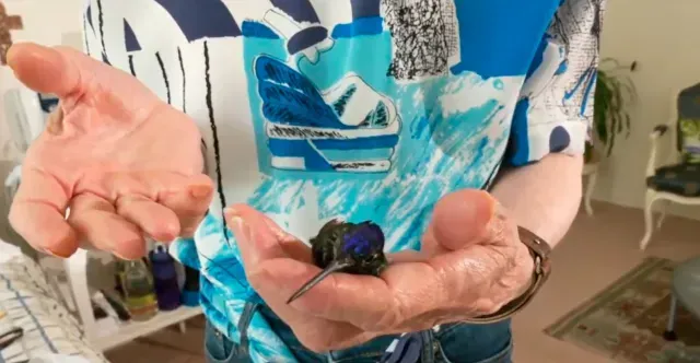 El refugio de colibríes de CDMX: una esperanza para especies heridas.