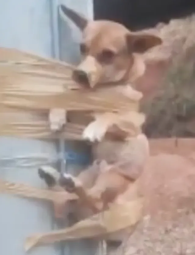 Hombre Amarra a Perrito en Poste por Hacer del Baño Frente a su Casa