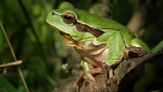 Ranas hembras guiñan ojo a los machos
